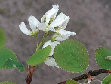 Nahansicht der Blüte der Einheimischen Felsenbirne