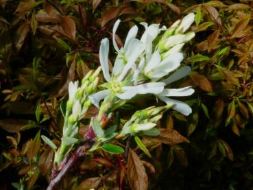 Berghäggmispel - förädling - Amelanchier ovalis - förädling