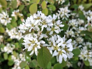 Berghäggmispel Helvetica, Amelanchier ovalis Helvetica