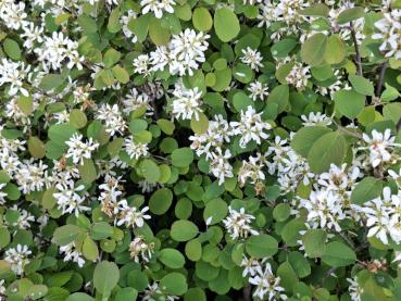 Preview: Die Zwerg-Felsenbirne Helvetica mit weißen Blüten