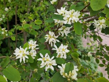 Die Erlenblättrige Felsenbirne blüht im April.