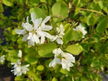 Cusicki-Felsenbirne mit weißen Blüten