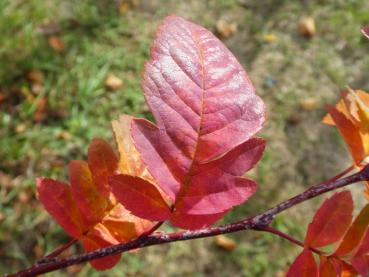 Preview: Amelasorbus raciborskiana - Amelasorbus Raciborskiana