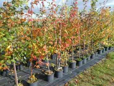 Preview: Amelasorbus raciborskiana - Amelasorbus Raciborskiana