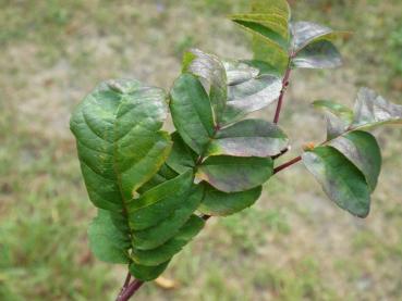 Amelasorbus raciborskiana