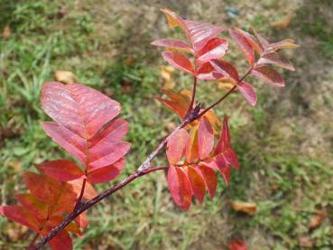 Amelasorbus raciborskiana