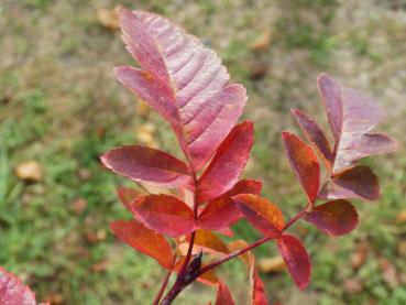 Amelasorbus raciborskiana