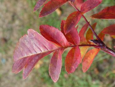 Amelasorbus raciborskiana