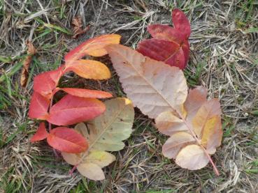 Amelasorbus raciborskiana