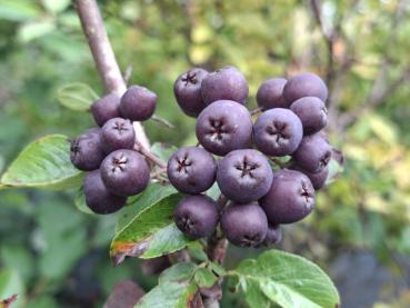 Jacks Amelasorbus fruchtet violett.