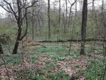 Buschwindröschen im Wald