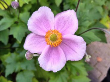 .Anemone japonica Königin Charlotte - Anemone, Herbst-Anemone Königin Charlotte Rosa Blüte der Herbstanemone Königin Charlotte