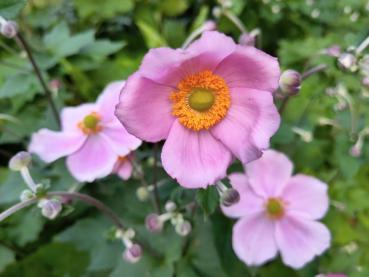 .Anemone japonica Königin Charlotte - Anemone, Herbst-Anemone Königin Charlotte Leicht gefüllte, rosa Blüten der Herbstanemone Königin Charlotte