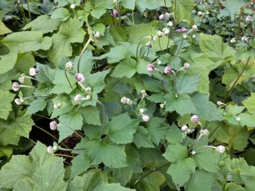 Knospende Herbstanemone Königin Charlotte im September