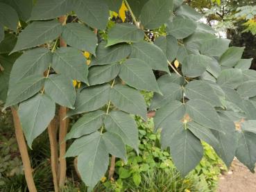 Gefiedertes Blatt der Japanischen Aralie