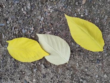 Parkaralia, Aralia elata