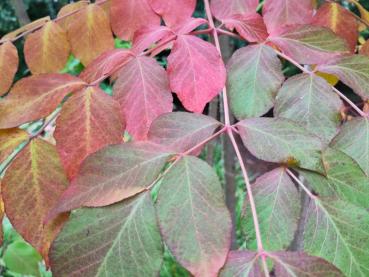 Herrliche Herbstfärbung des Teufelskrückstocks