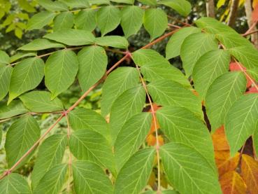 Parkaralia, Aralia elata