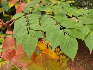 Aralie mit beginnender Herbstfärbung