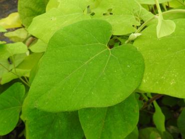 Aristolochia manshuriensis