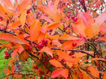 Herbstlaub der Aronia arbutifolia