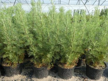 .Artemisia procera - Wohlriechende Eberraute (Cola-Kraut)