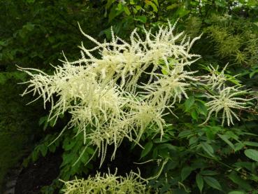 Cremeweiße Blüten des Wald-Geißblatts