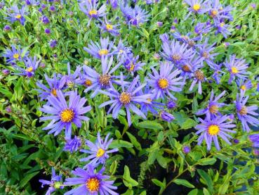 .Aster amellus Blue King - Sommer-Aster Blue King