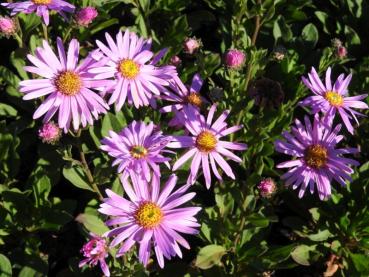 Preview: Sommer-Aster Rosa Erfüllung in Blüte