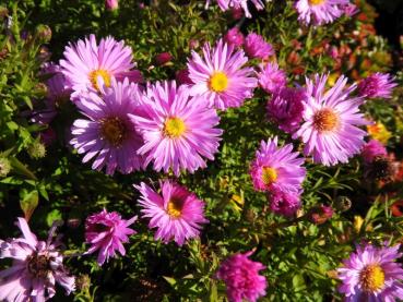 Preview: Blühende Kissen-Aster Herbstgruß vom Bresserhof im September