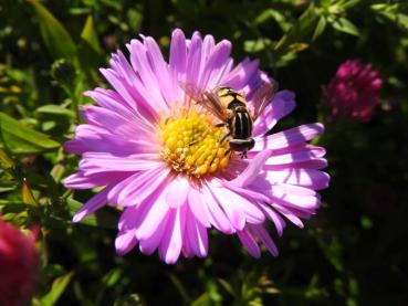 .Aster dumosus Herbstgruß vom Bresserhof - Kissen-Aster Herbstgruß vom Bresserhof
