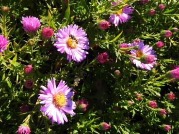 Preview: Rosarot blühende Kissen-Aster Herbstgruß vom Bresserhof