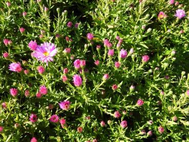 Oktoberaster Herbstgruss vom Bresserhof, Aster dumosus Herbstgruß vom Bresserhof