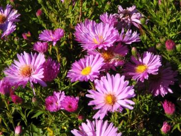 Preview: Leuchtend rosa Blüte der Kissen-Aster Herbstgruß vom Bresserhof