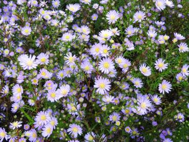 Ljungaster Blue Wonder, Aster ericoides Blue Wonder
