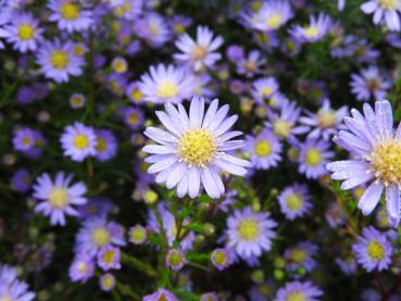 Preview: Lila Blüten der Myrten-Aster Blue Wonder