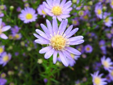 .Aster ericoides Blue Wonder - Myrten-Aster Blue Wonder