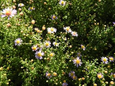 Ljungaster Lovely, Aster ericoides Lovely