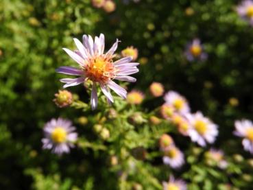 Ljungaster Lovely, Aster ericoides Lovely