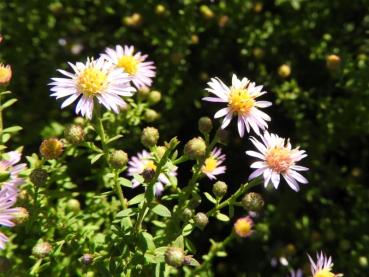 Ljungaster Lovely, Aster ericoides Lovely