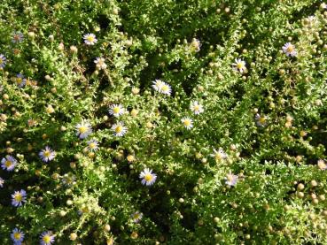 Ljungaster Lovely, Aster ericoides Lovely