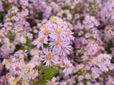 .Aster ericoides Lovely - Myrten-Aster Lovely