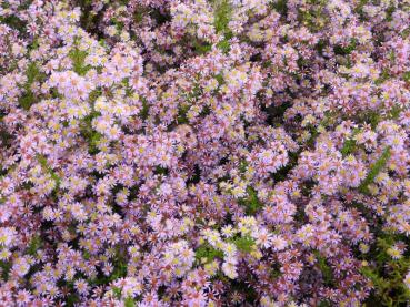 Preview: Rosa Blüten der Myrten-Aster Lovely