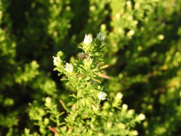 .Aster ericoides Schneetanne - Myrten-Aster Schneetanne