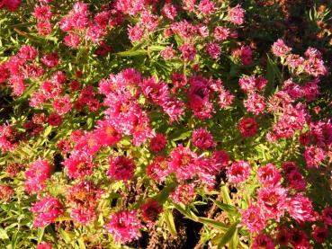 Preview: Pinke Blüten der Raublatt-Aster Alma Pötschke
