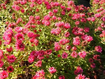 Luktaster Alma Pötschke, Aster novae-angliae Alma Pötschke