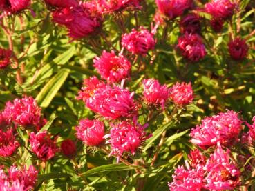 Luktaster Alma Pötschke, Aster novae-angliae Alma Pötschke