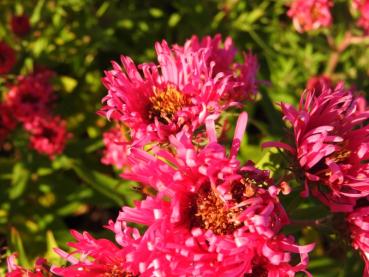 Aster novae-angliae Alma Pötschke - Luktaster Alma Pötschke