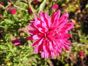 .Aster novi-belgii Royal Ruby - Glattblatt-Aster Royal Ruby