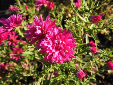 .Aster novi-belgii Royal Ruby - Glattblatt-Aster Royal Ruby Glattblatt-Aster Royal Ruby im September
